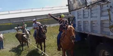 Manada de toros provoca carambola en la carretera México–Texcoco