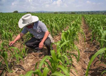 Agricultores de Sinaloa lanzan ultimátum al Gobierno Federal