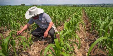 Agricultores de Sinaloa lanzan ultimátum al Gobierno Federal