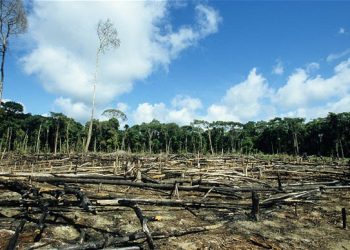 Iván Carrillo: La crisis ambiental no solo es climática, es cultural