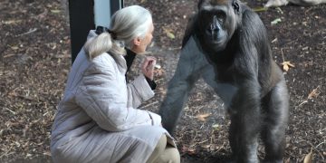 Muere la etóloga británica Jane Goodall, experta mundial en chimpancés