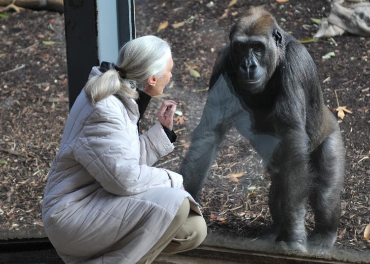 Publican una de las últimas entrevistas de Jane Goodall, sellada hasta su muerte | FOTO EFE