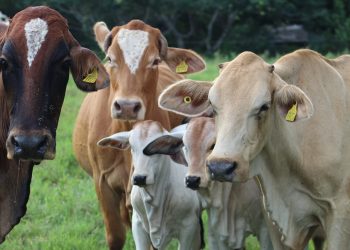 Campaña contra el gusano barrenador en Nuevo León refuerza prevención en ganado y mascotas