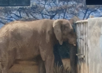 Profepa inspeccionara al Zoológico La Pastora