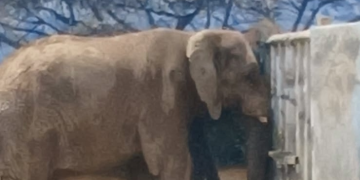 Profepa inspeccionara al Zoológico La Pastora