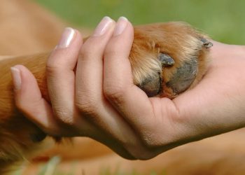 México avanza en la Ley General de Protección Animal.