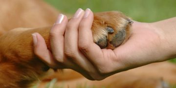 México avanza en la Ley General de Protección Animal.