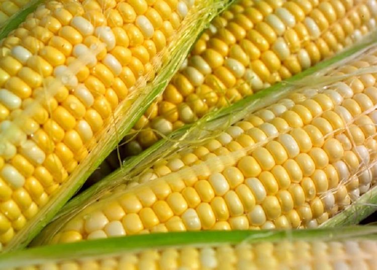 Productores de maíz exigen precio de garantía frente a la amenaza de bloqueos en casetas