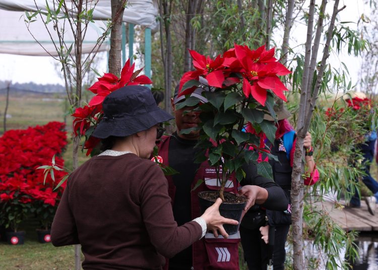 Ciudad de México, tercer lugar nacional en producción de plantas ornamentales