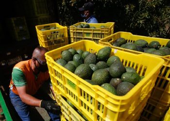 Productores aguacateros acusan que el Plan Michoacán “es circo” y exigen renuncia de Ramírez Bedolla