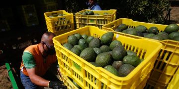 Productores aguacateros acusan que el Plan Michoacán “es circo” y exigen renuncia de Ramírez Bedolla