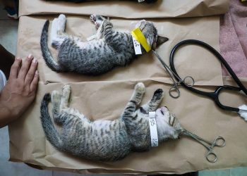 Activistas exigen investigar presuntos sacrificios en el Centro de Bienestar Animal de Cancún