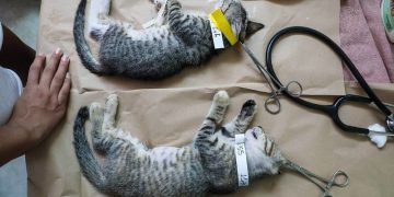 Activistas exigen investigar presuntos sacrificios en el Centro de Bienestar Animal de Cancún