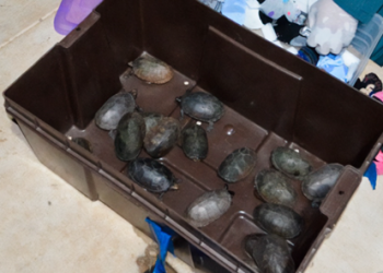Rescatan 774 tortugas ocultas en envío de “cosméticos” en el Aeropuerto de Tijuana