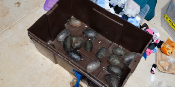 Rescatan 774 tortugas ocultas en envío de “cosméticos” en el Aeropuerto de Tijuana
