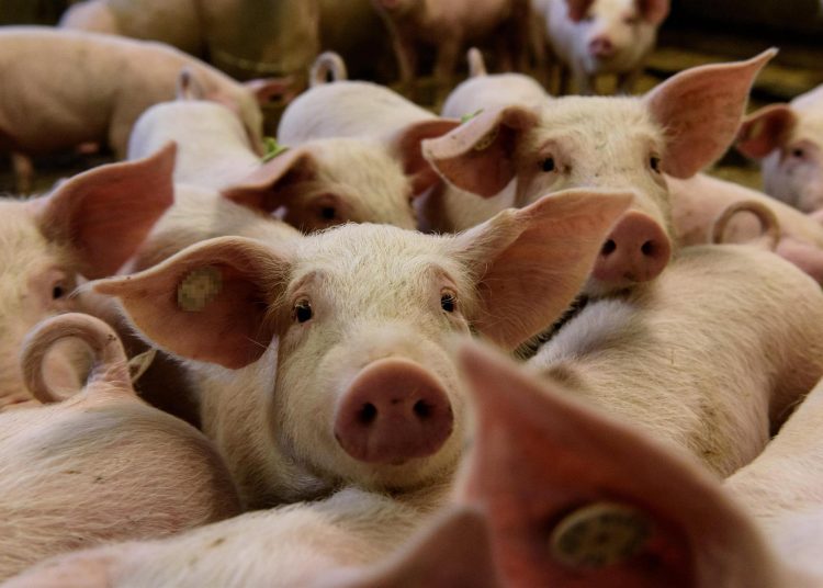 México suspende las importaciones de carne de cerdo de España por peste porcina | FOTO EFE