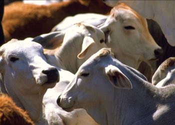 Centroamérica, México y EE.UU. refuerzan la acción regional contra el gusano barrenador