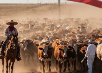 🐂 México amplía medidas para contener la plaga del gusano barrenador