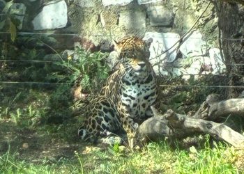 México aplica por primera vez análisis genético para conservar al jaguar