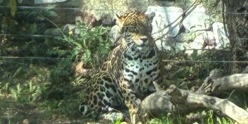 México aplica por primera vez análisis genético para conservar al jaguar