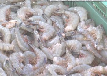 Camarón de granja de Sonora se consolida entre los mejores del mundo en 2025