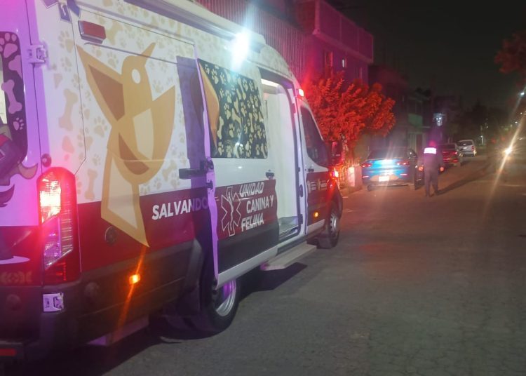 Autoridades rescatan tres perros maltratados en Ecatepec, Colonia La Estrella