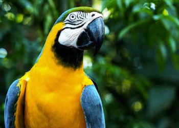 A decirle NO al tráfico ilegal de especies” con la Campaña “Tu casa no es su casa” llama la Profepa
