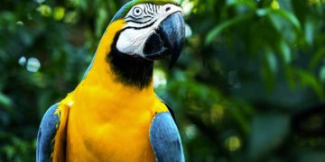 A decirle NO al tráfico ilegal de especies” con la Campaña “Tu casa no es su casa” llama la Profepa