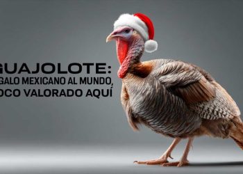 El guajolote: El ave mesoamericana que dio origen al pavo navideño