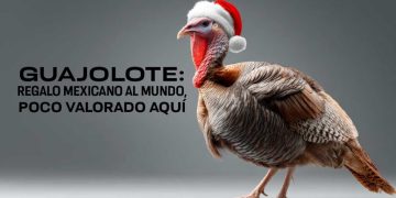 El guajolote: El ave mesoamericana que dio origen al pavo navideño