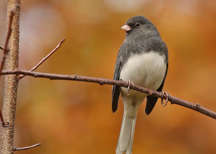 Juncos urbanos presentaron cambios en la forma y tamaño de su pico durante la pandemia de COVID-19, según un estudio científico