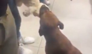 Perrito se vuelve viral al “adoptar” un peluche antes de Navidad