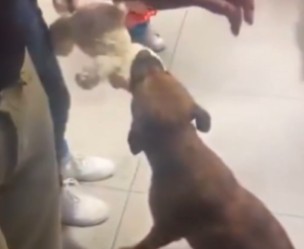 Perrito se vuelve viral al “adoptar” un peluche antes de Navidad