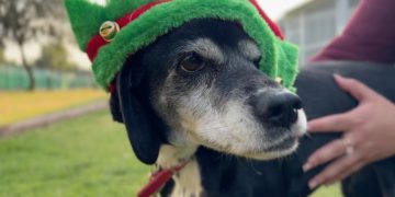 Perritos entregarán cartas a los Reyes Magos
