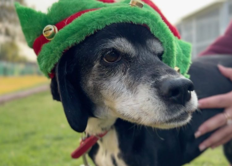 Perritos del Metro ayudan a recibir cartas para Santa Claus y los Reyes Magos en CDMX