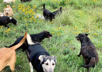 Refugio Franciscano: “Este viernes el cuarto tribunal colegiado federal nos acaba de dar una suspensión de amparo para recuperar el predio”
