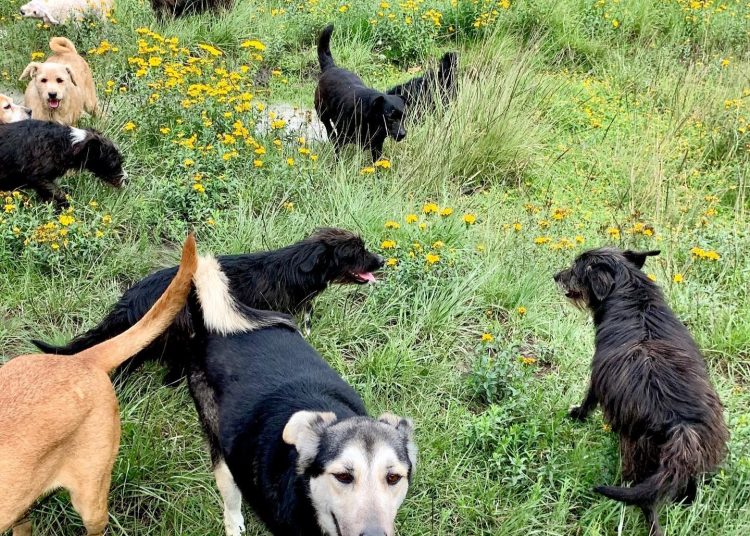 León Téllez, del patronato del Refugio Franciscano, habla sobre el retiro de animales tras el desalojo