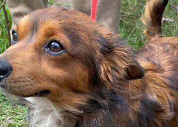 Desalojan Refugio Franciscano en Cuajimalpa dejando a mil perros y gatos en sus instalaciones; integrantes del refugio muestran su preocupación