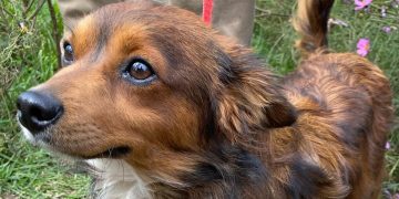 Desalojan Refugio Franciscano en Cuajimalpa dejando a mil perros y gatos en sus instalaciones; integrantes del refugio muestran su preocupación
