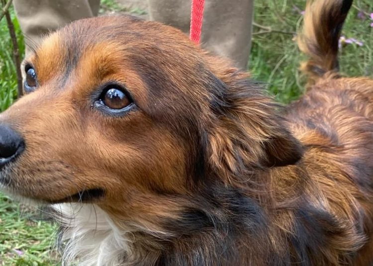 Policías desalojan el Refugio Franciscano en Cuajimalpa dejando a mil perros y gatos