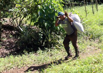 “Somos guerreros”: Migrantes haitianos y venezolanos salvan la cosecha de café en Chiapas
