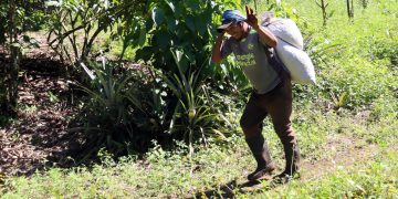 “Somos guerreros”: Migrantes haitianos y venezolanos salvan la cosecha de café en Chiapas