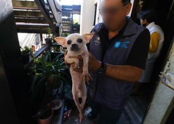 Rescatan a 52 perros víctimas de maltrato en departamento en colonia Infonavit Estadio, Jalisco