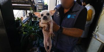 Rescatan a 52 perros víctimas de maltrato en departamento en colonia Infonavit Estadio, Jalisco
