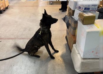 Aseguran fentanilo en el AICM; venía como “cosmético”