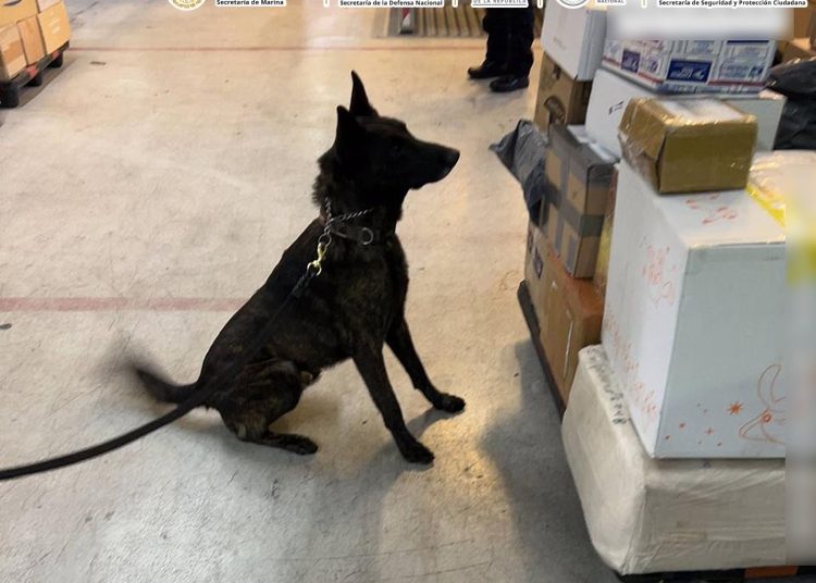 Venía de Asia como "cosméticos": El perro "Néstor" detecta cargamento de fentanilo en el aeropuerto de CDMX