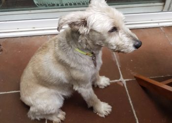 Gabriel Quadri denuncia que un perro suelto mató a su mascota en calles de Coyoacán