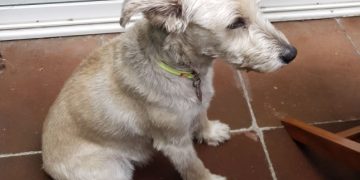 Gabriel Quadri denuncia que un perro suelto mató a su mascota en calles de Coyoacán