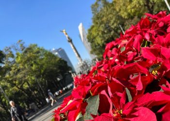 CDMX activa centros de acopio para árboles de Navidad y nochebuenas: Conoce sedes y horarios
