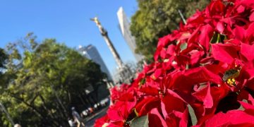 CDMX activa centros de acopio para árboles de Navidad y nochebuenas: Conoce sedes y horarios
